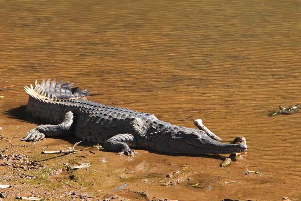 Frischwasserkrokodil